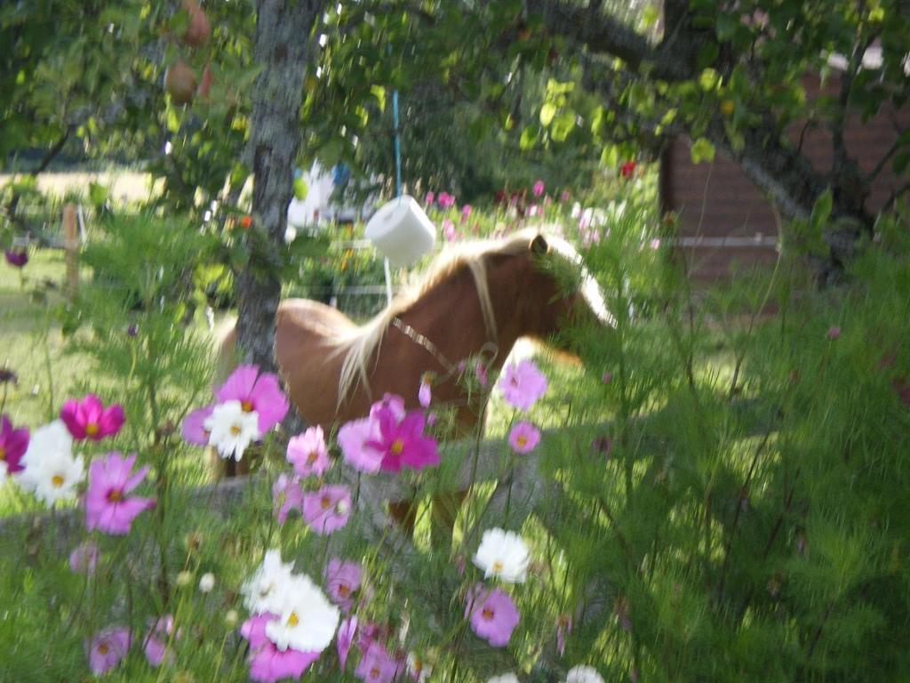 Le Trot'In Chair Panzió Martigny-le-Comte Kültér fotó